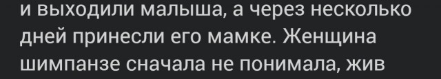 Трогательное видео шимпанзе