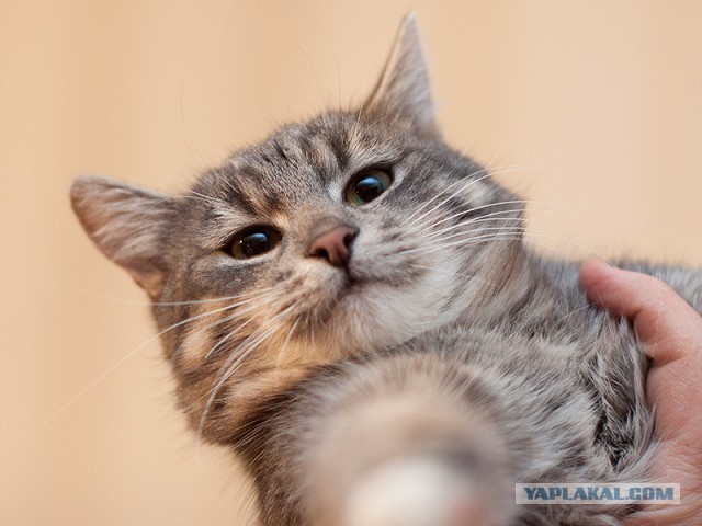 Котовторник  19.03.2013
