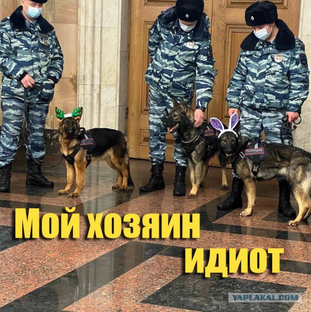 На станции метро «Курская» у служебных собачек Новый год