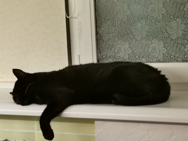 Чёрные коты не такие