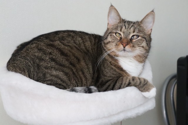Котовторник