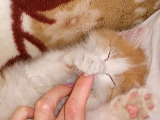 Год назад мы стали рабами (котовторник)