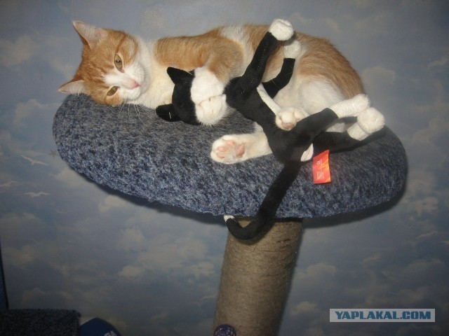 Котовторник 30.04.2013