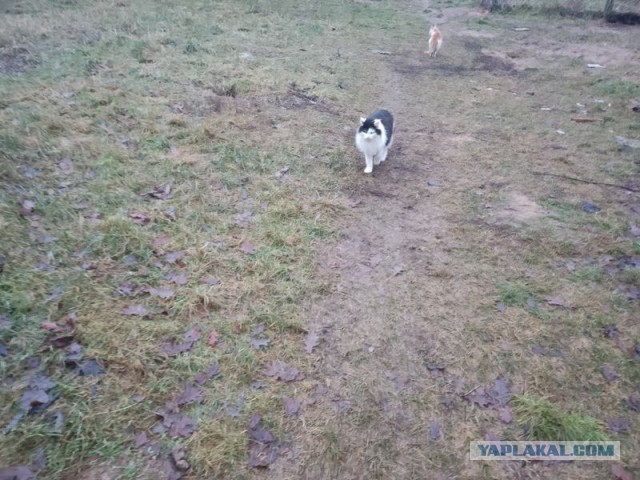 Жизнь домашнего приюта для котеек 476