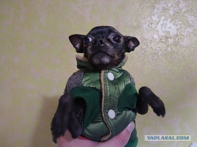 Собакочетверг! Добавляйте своих