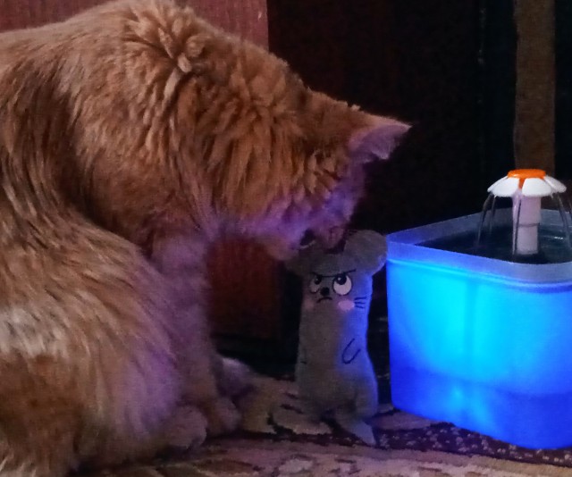 Эталон Яповского кота