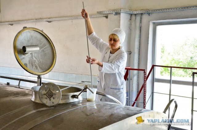 Как делают Рогачевскую сгущенку