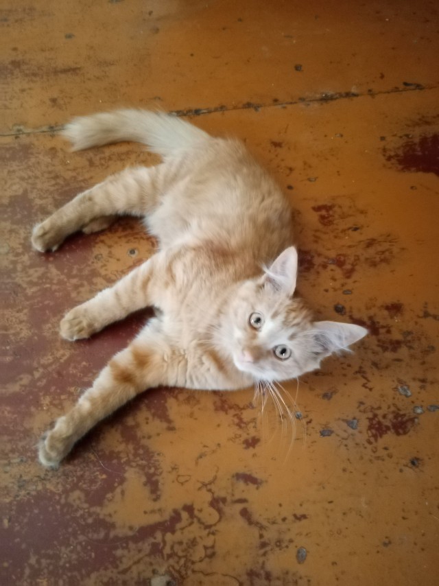 Котовторник, от мала до велика