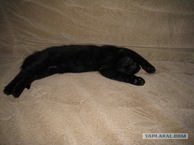 Мелом обвести?