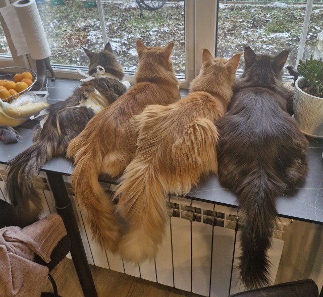 Котовторник! Успел!)