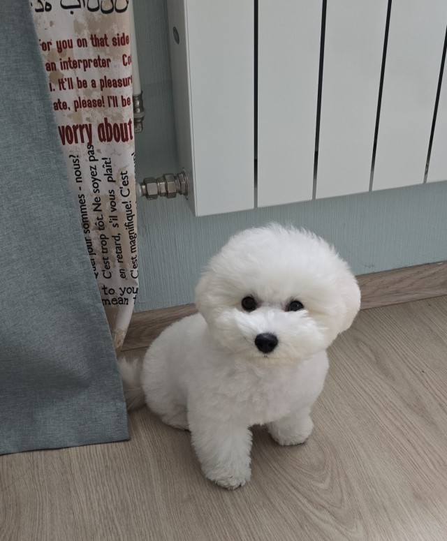 День благодарности собаке празднуют сегодня по всему миру