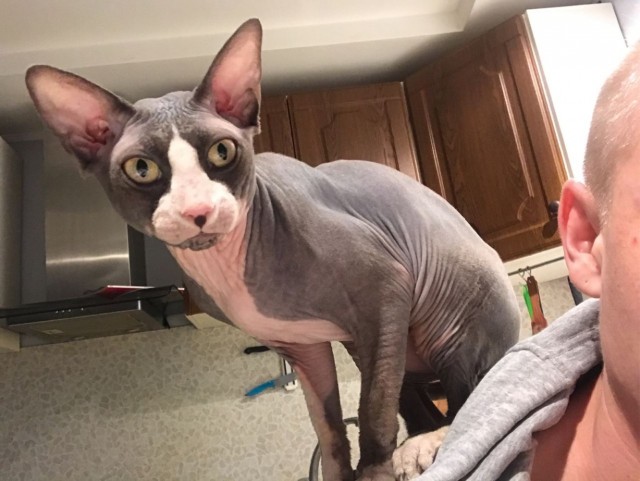 Котовторник же!