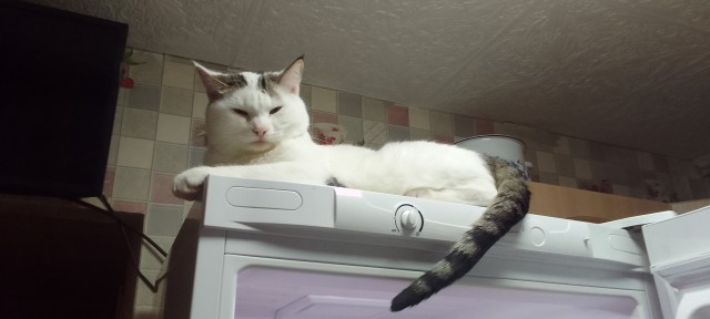 Вроде бы вторник, по этому котики