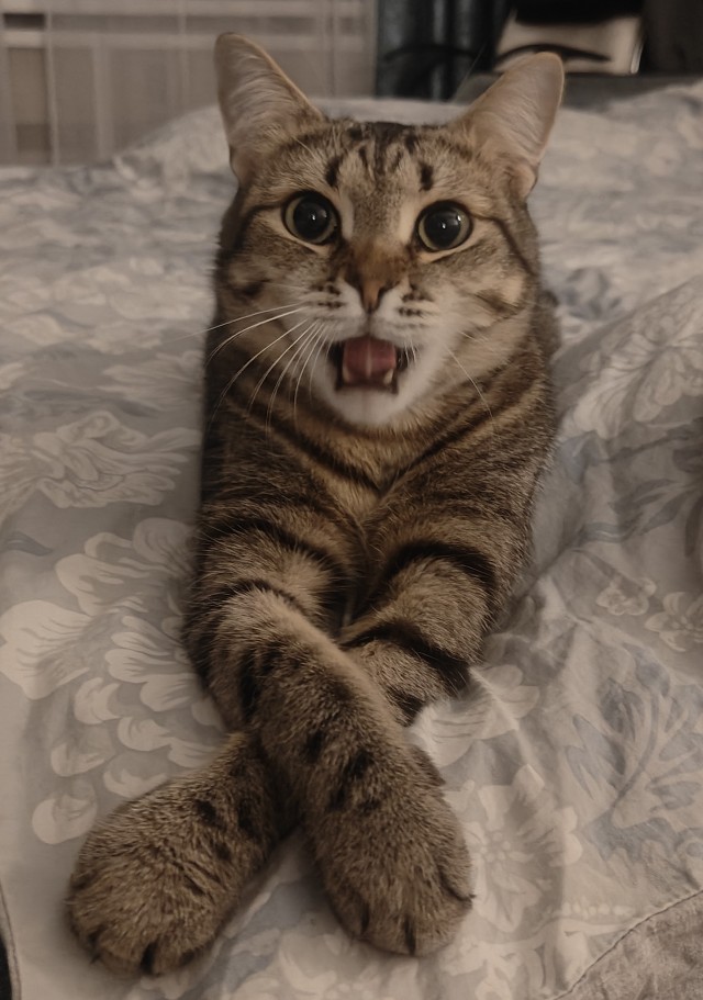 Коты с широкой костью