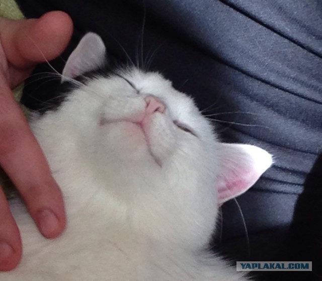 Котовторник 18.03.2014