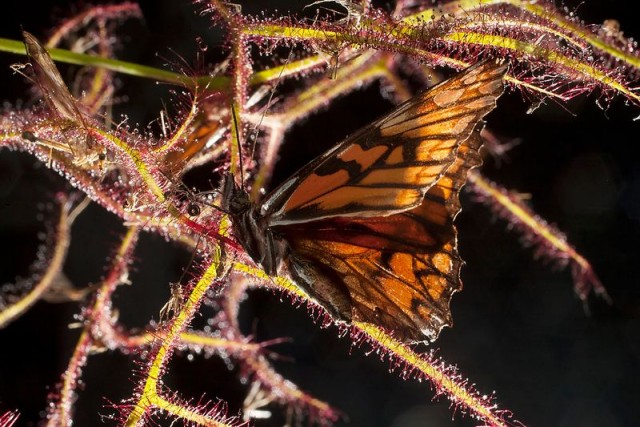 Выставка хищных растений в Колумбии