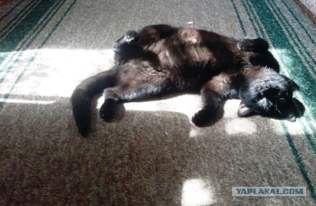 Котовторник 10.06.2014