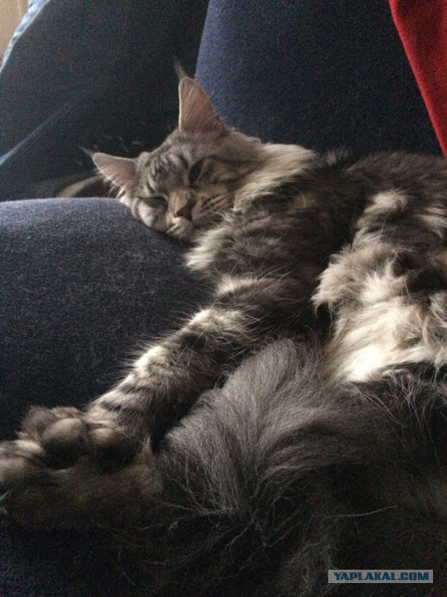 Котовторник 01.07.2014