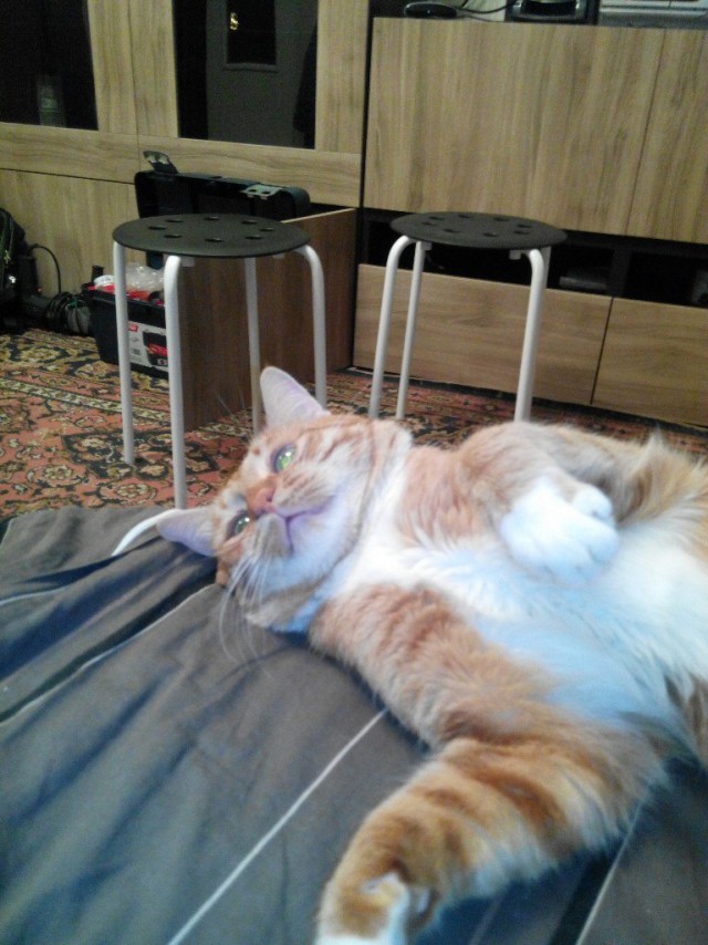 Котовторник 27.01.2015