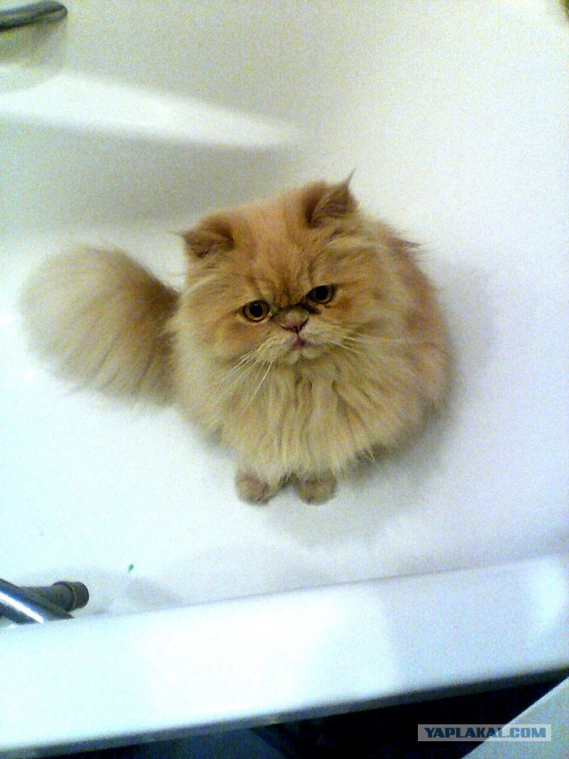 Котовторник