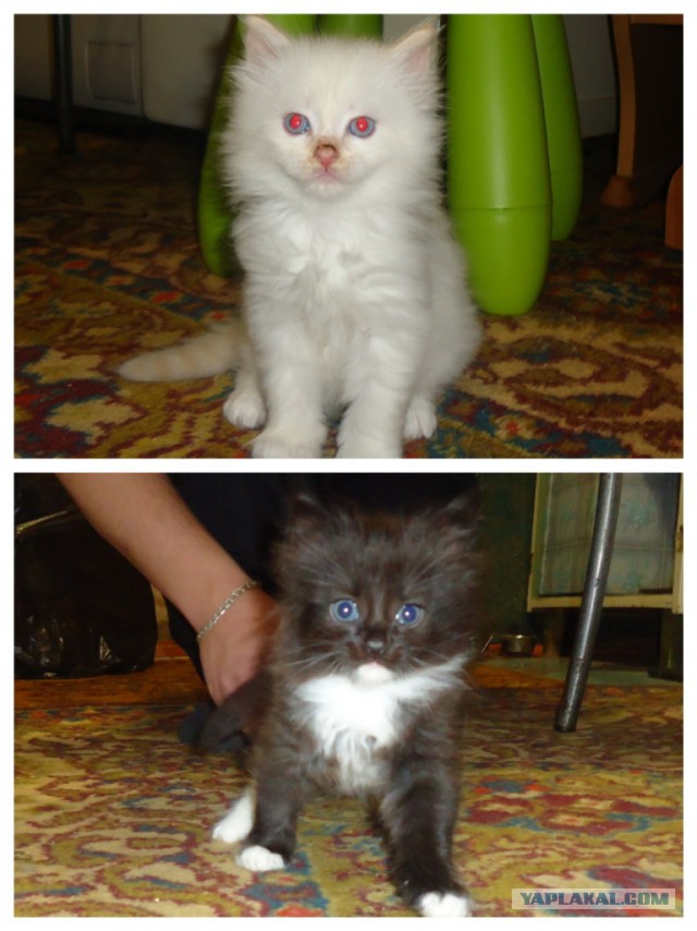 Самые популярные клички кошек и котов