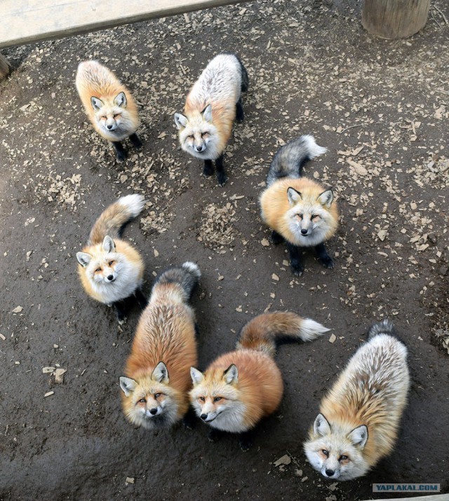 Деревня лис
