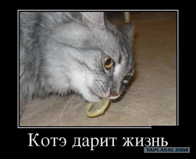 Картинки 12.05.2015