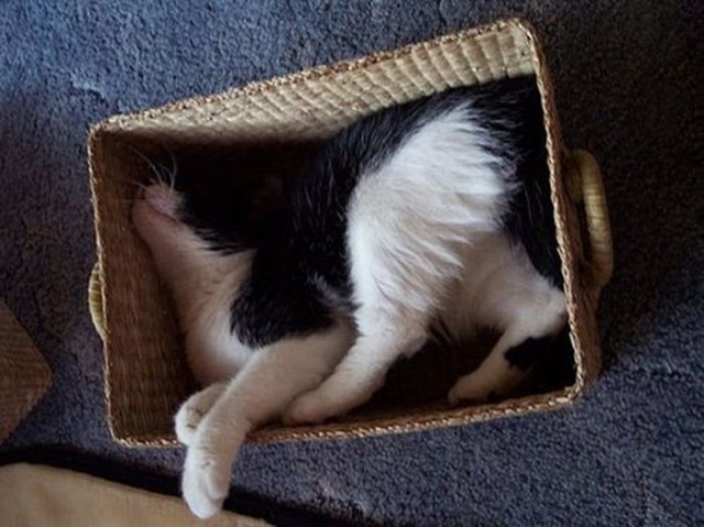 Котята тоже могут спать где угодно!