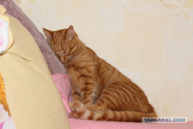 Котовторник 15-09-2015 !