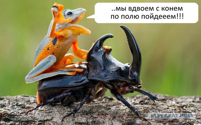 Наглые зверюги, автостопщики