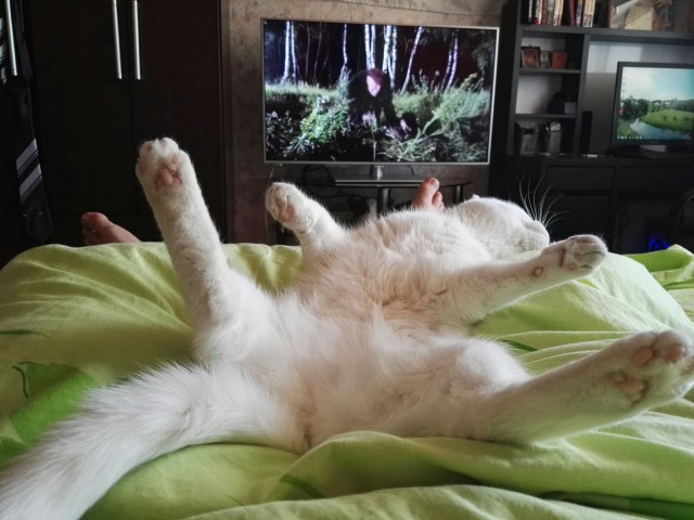 Мой кот, мои правила!