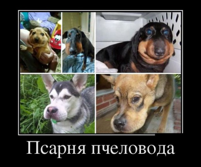 Ужаленные собаки