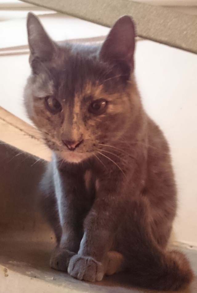 Котенок Альф стал частью персонала в ветеринарной клинике!