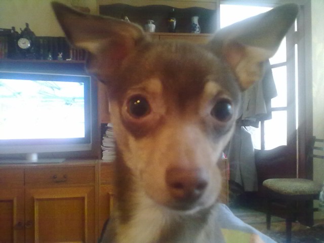 Страшно красивые терьеры