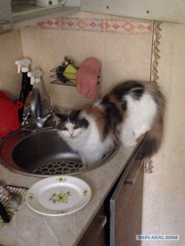 Котовтоник 29.11.2016.