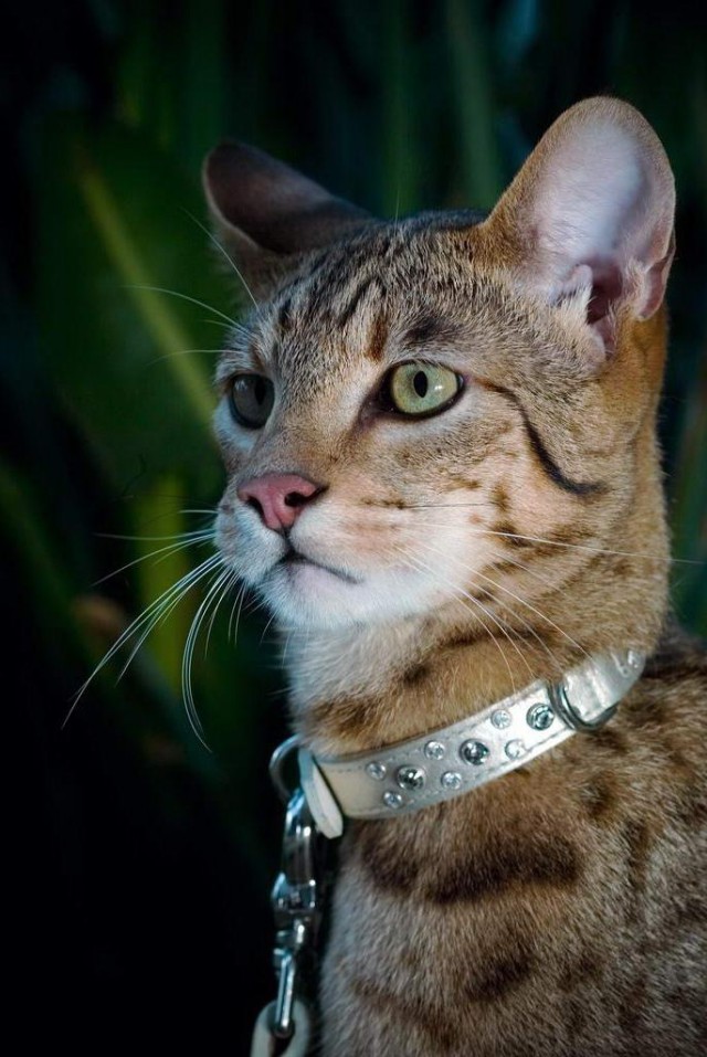 Коты из сети
