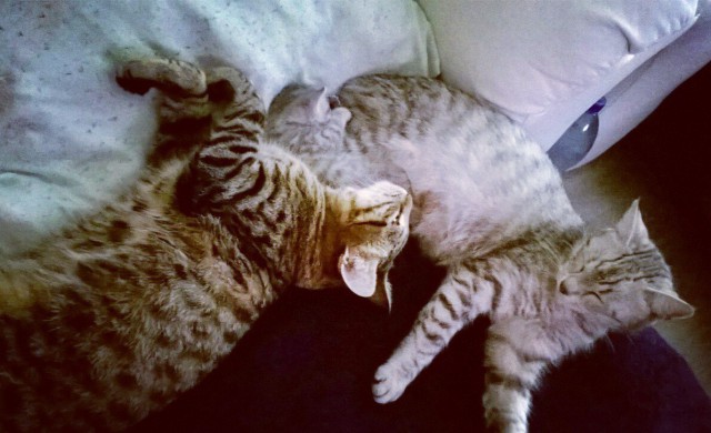 Коты из сети