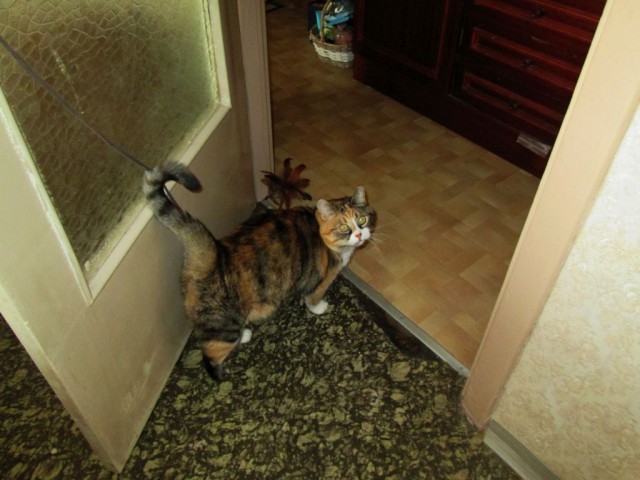 Котовторник 18.04.2017