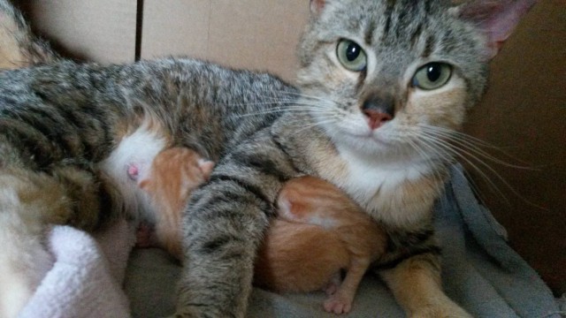 Коты и Кошки