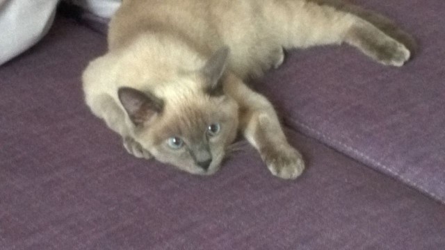 Котовторник 27.06.2017