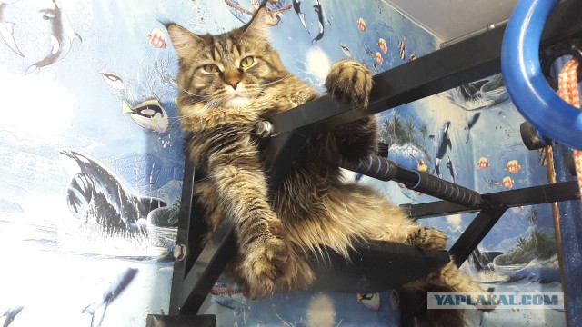Котовторник  14.11.2017