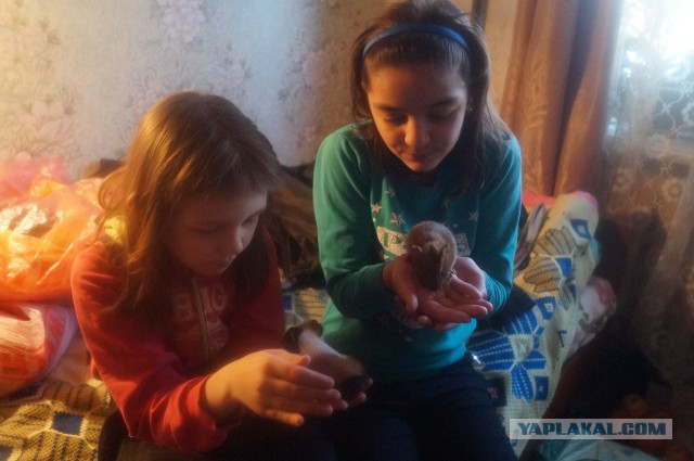 Мама шестерых приемных детей из Челябинской области просит у Деда Мороза квартиру побольше, чтобы взять под опеку еще малышей