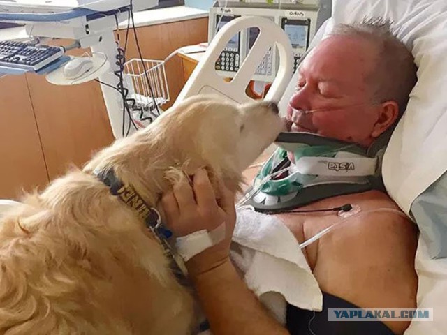 19 невероятных случаев, когда собаки поражали людей своим героизмом