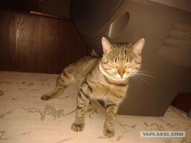 Котовторник  13.02.2018