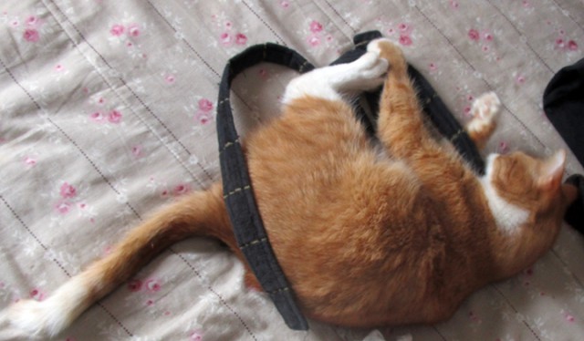 Котовторник 20.02.18