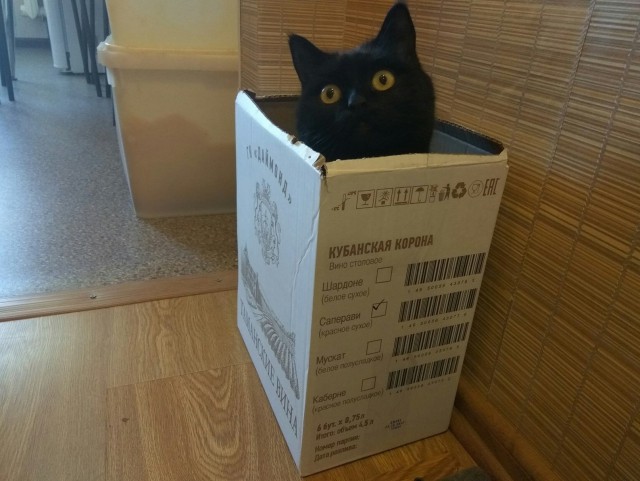 Котовторник 13.03.2018