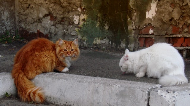 Котовторник 27.03.2018