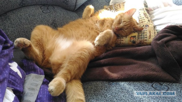 Котовторник  12.06.2018