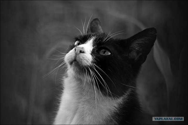 Котовторник на ЯПлакалъ (03.06), котята (31 шт)