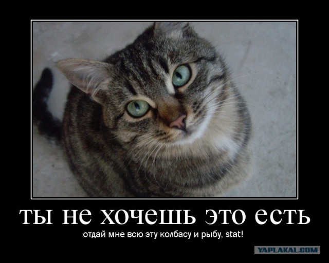 Коты. Как много в этом слове...